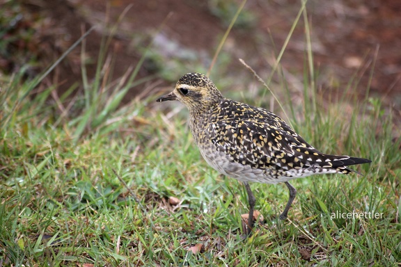 Pazifischer Goldregenpfeifer (Pluvialis fulva)